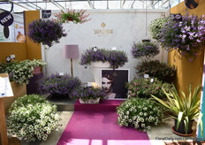 Surdivia of MNP Flowers is a new Scaevola series consisting of 5 colors; Surdiva. These Scaevolas works well in hanging baskets, pots, beds and borders. The plants of these enhanced varieties are nicely compact, have very good branching and high flower power. Their habit is rather semi mounding in comparison to the ordinary more trailing Scaevola habit and they have an improved propagation rate. Plants of the new Surdiva generation have an extend flowering period lasting until late in the season, an excellent garden performance and are highly resistant to heat and rain, explains Giezen.